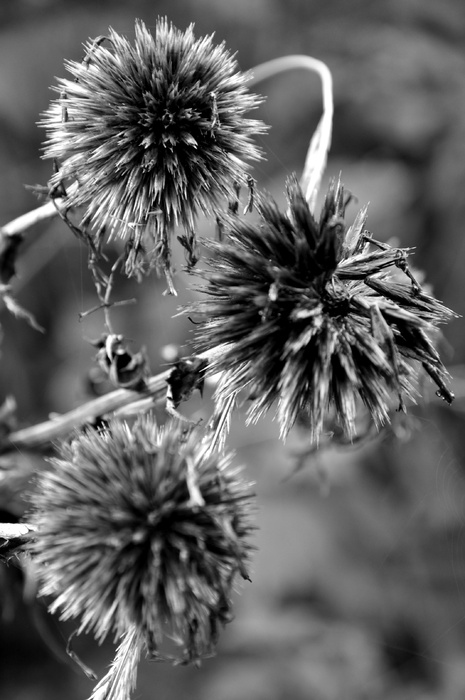black, white and Allium