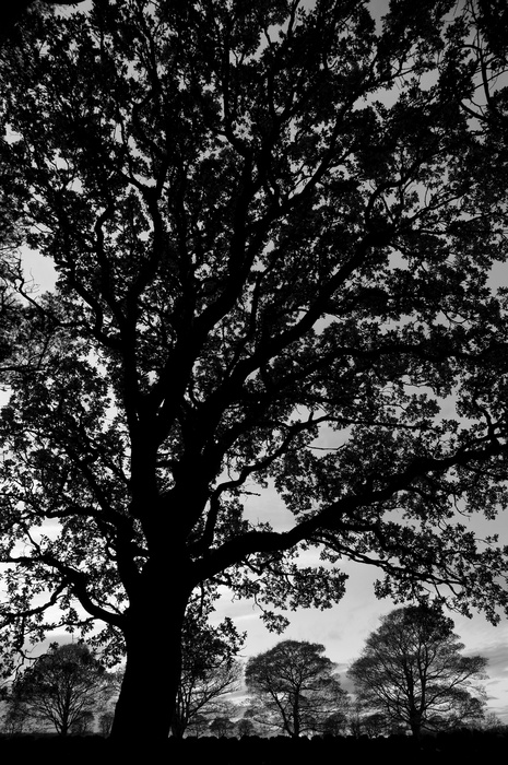 Trees