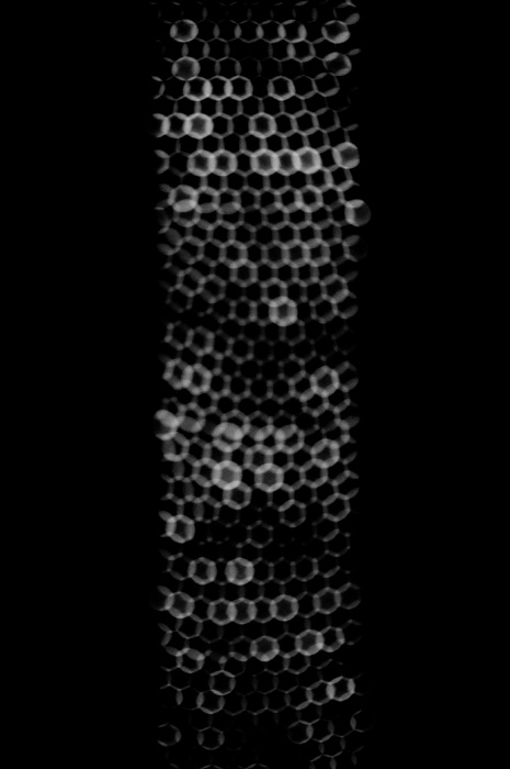 honeycomb snakeskin lights