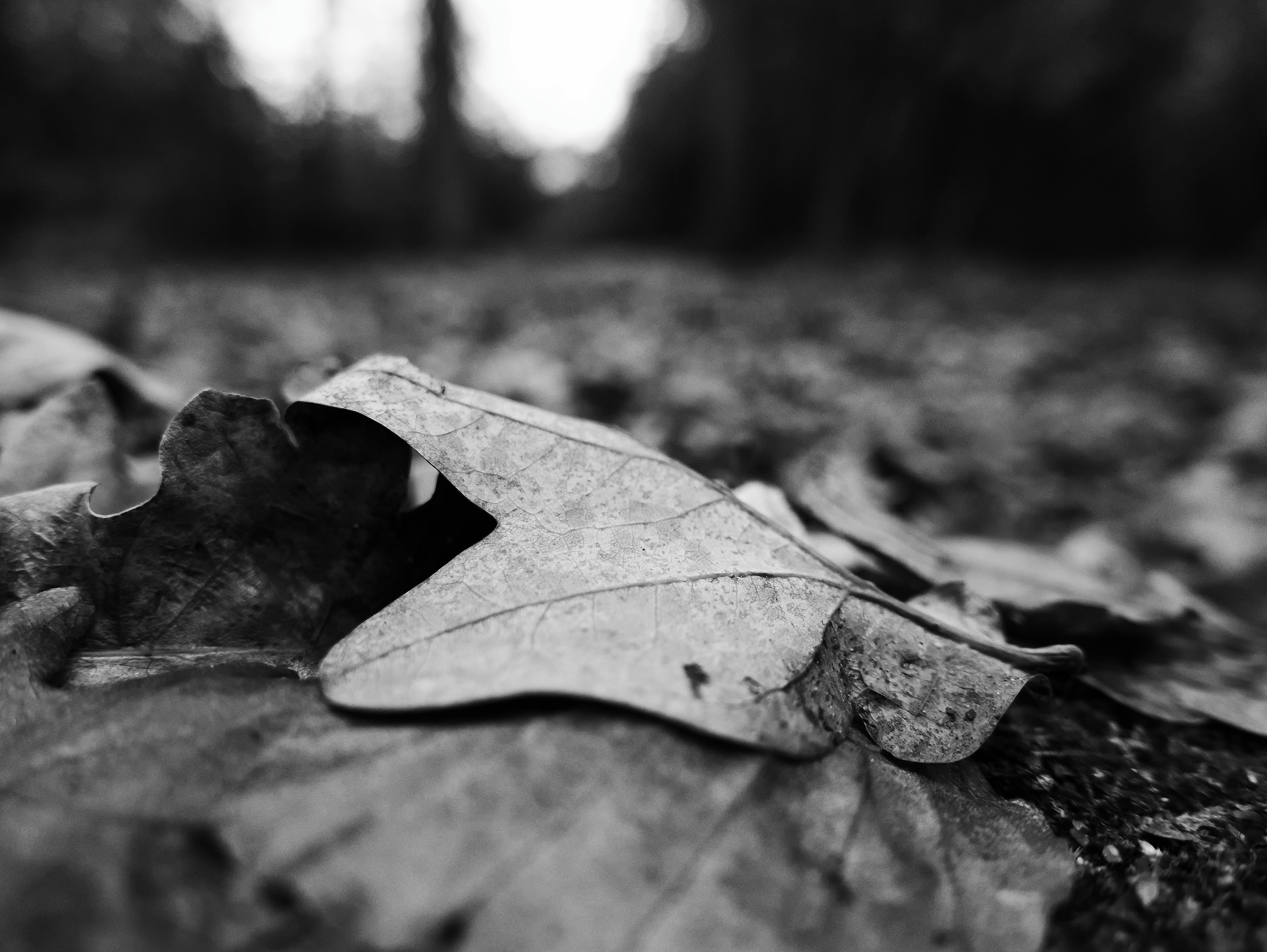 strewn