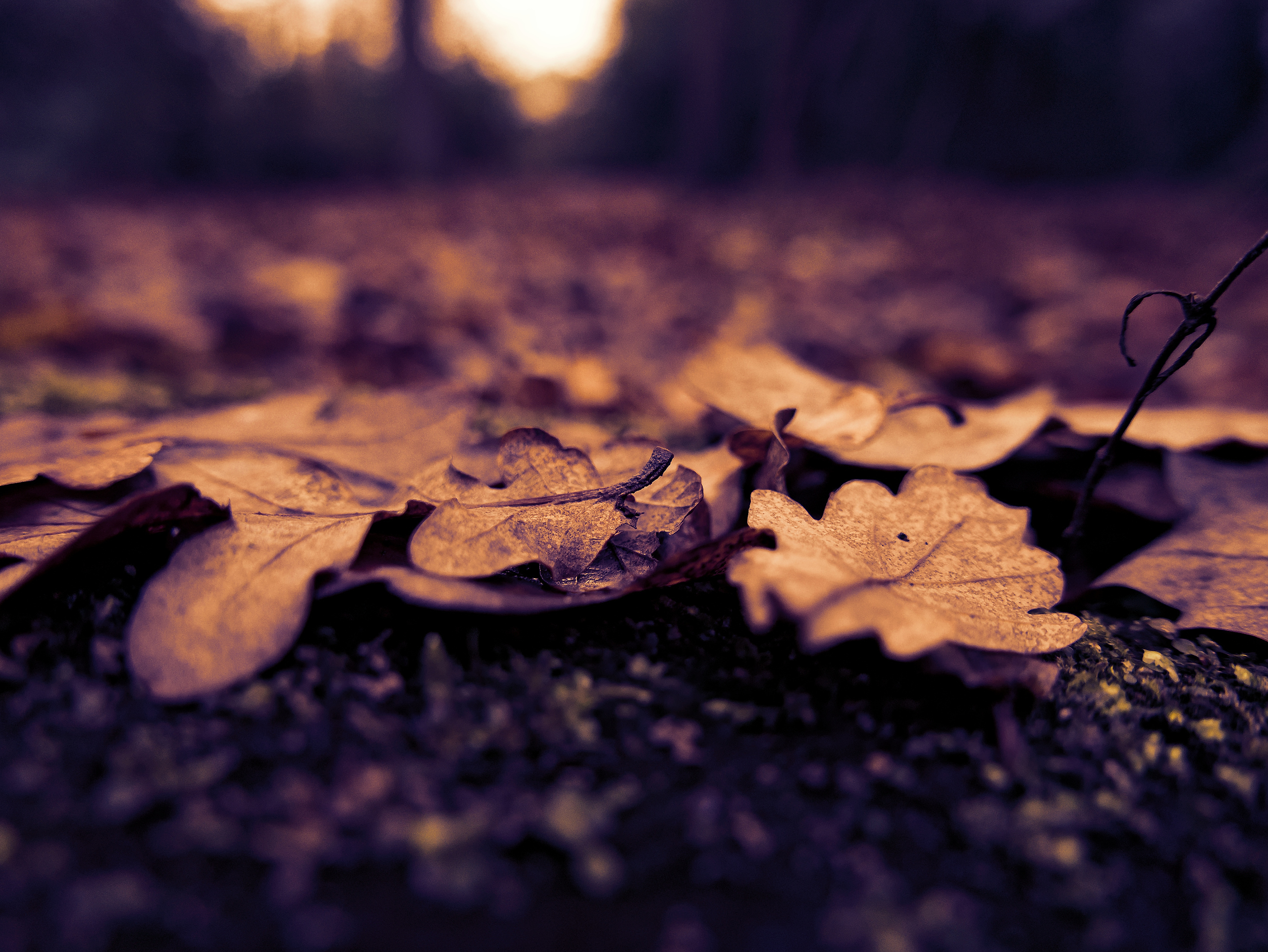 sunset carpet