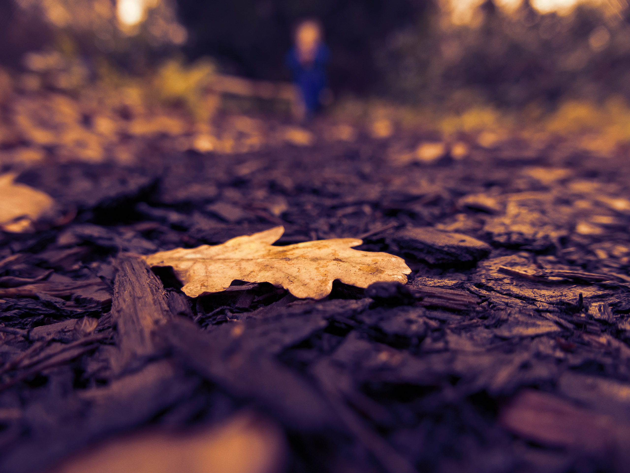 acorn and oak