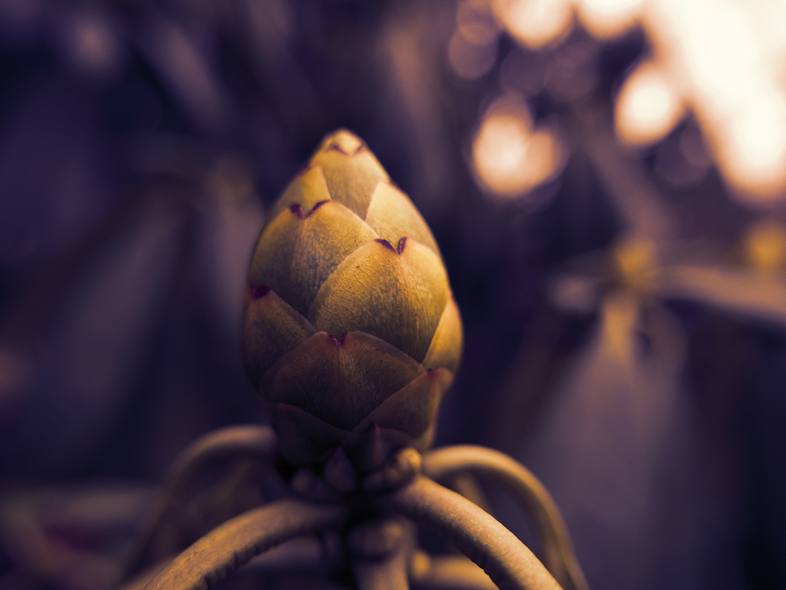 bud