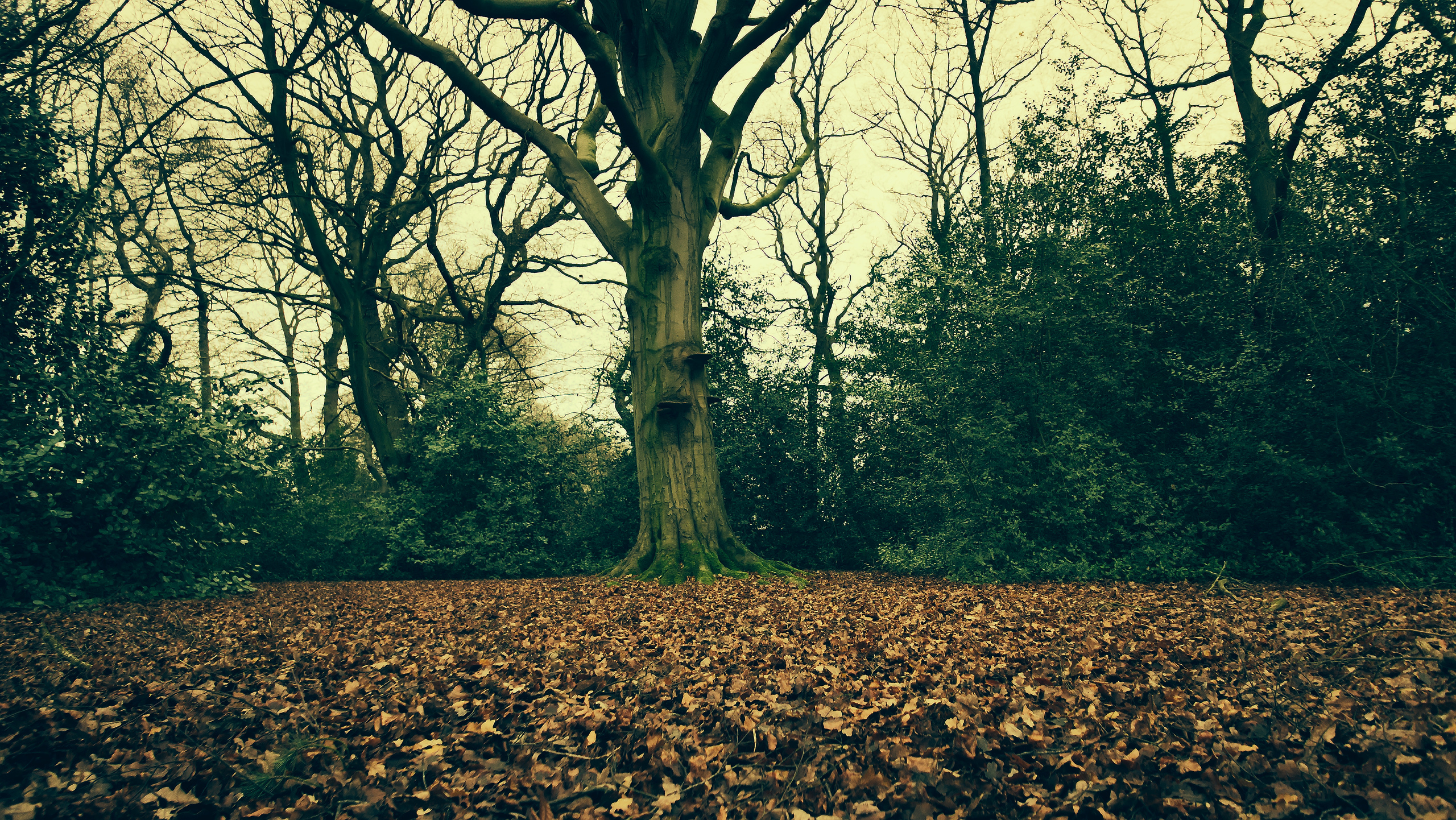 creatures in the trees