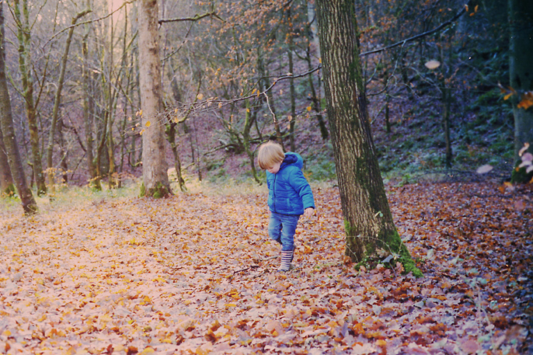 woodland light