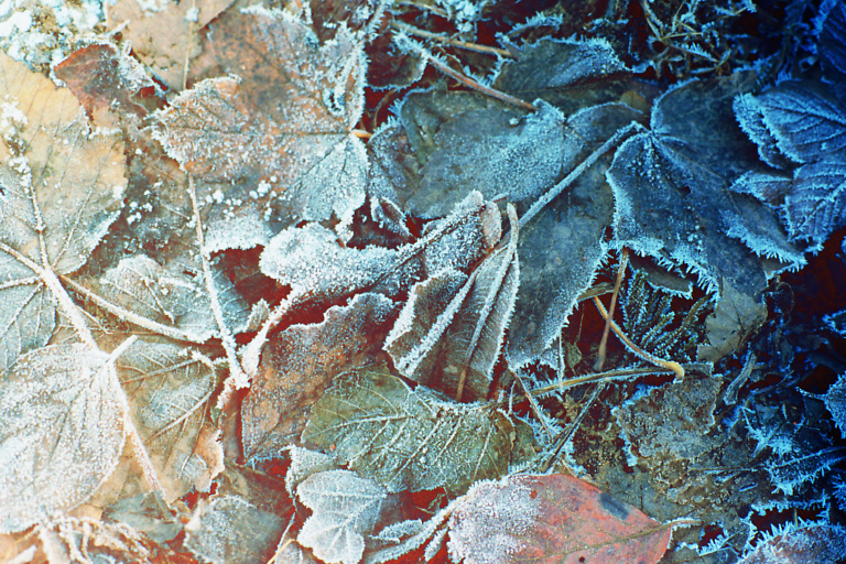 frozen and ektar