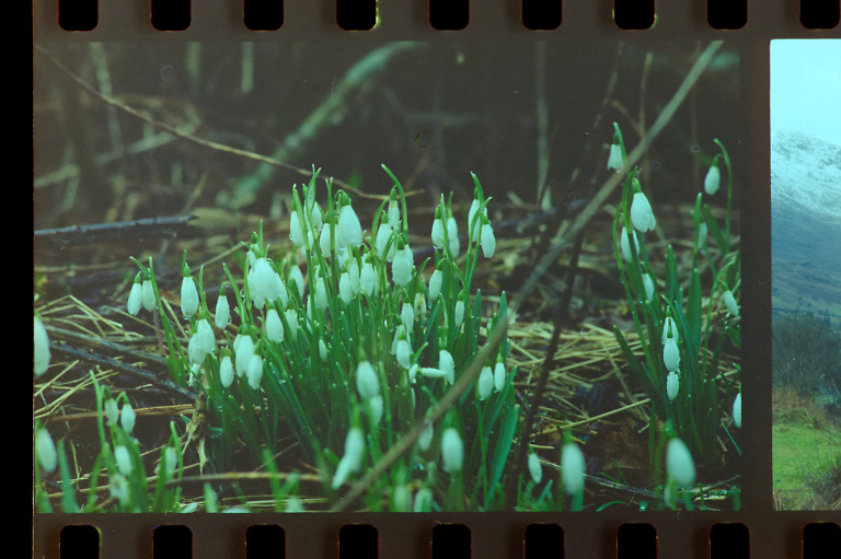 snowdrops on film