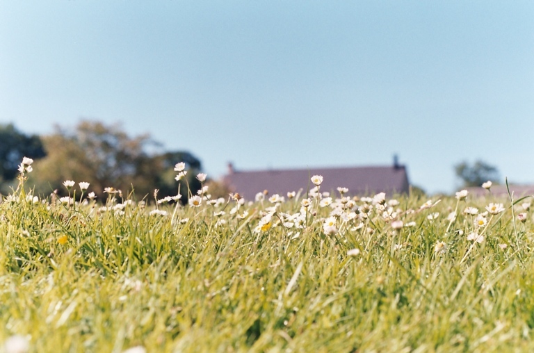down with the daisies