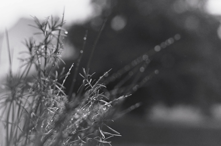 after the rain