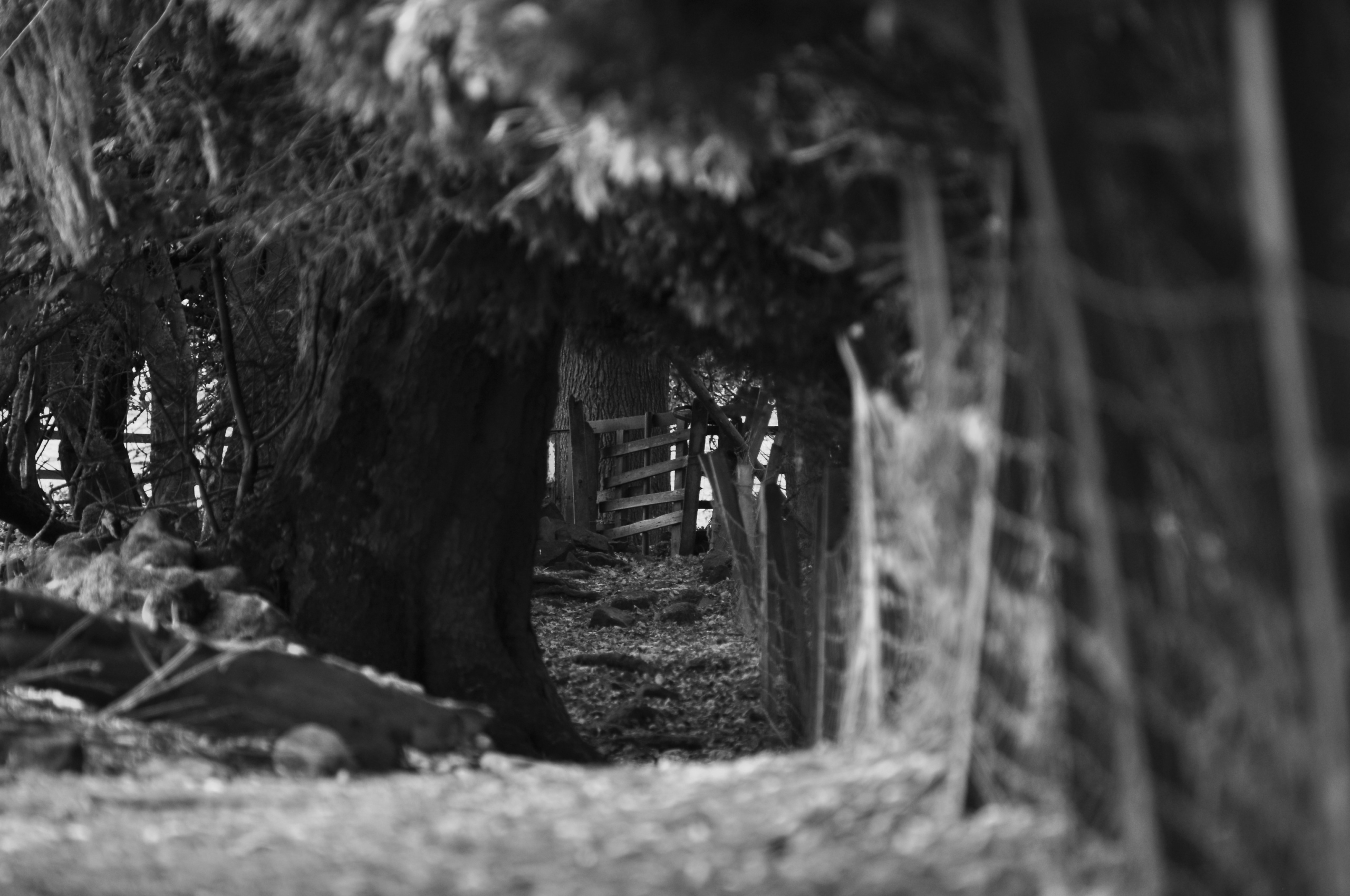 the path behind