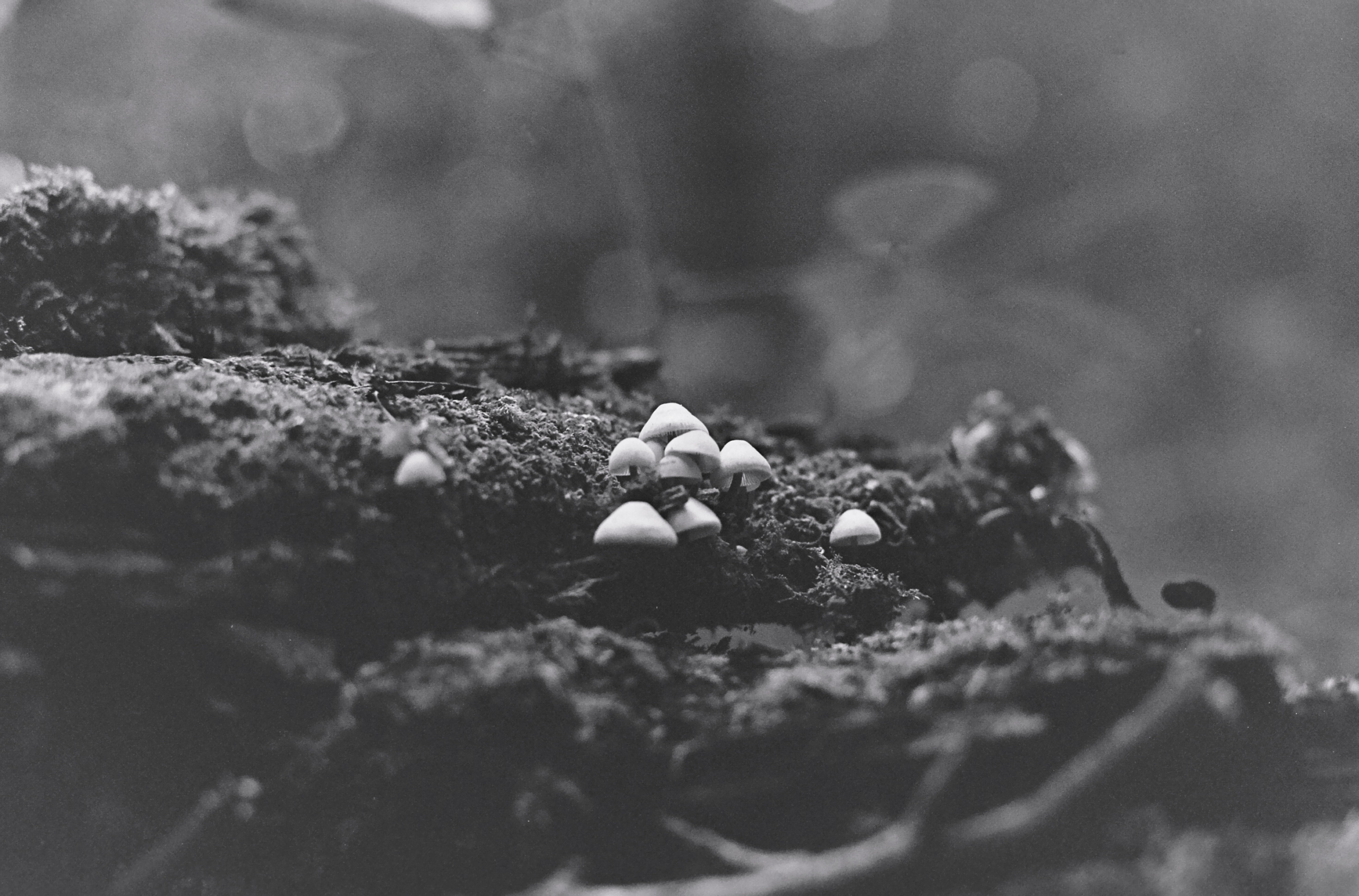 little ones