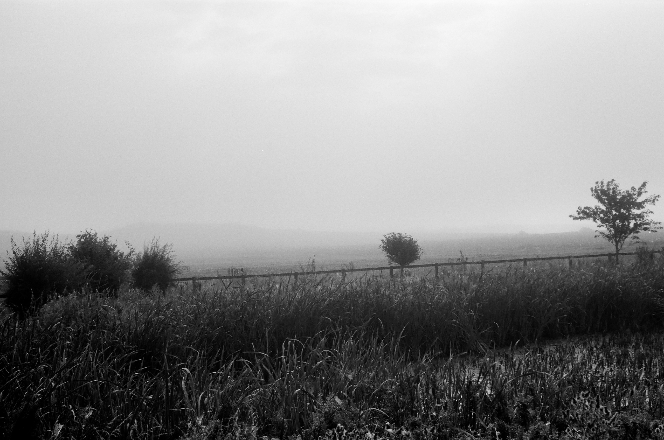 hazy morning