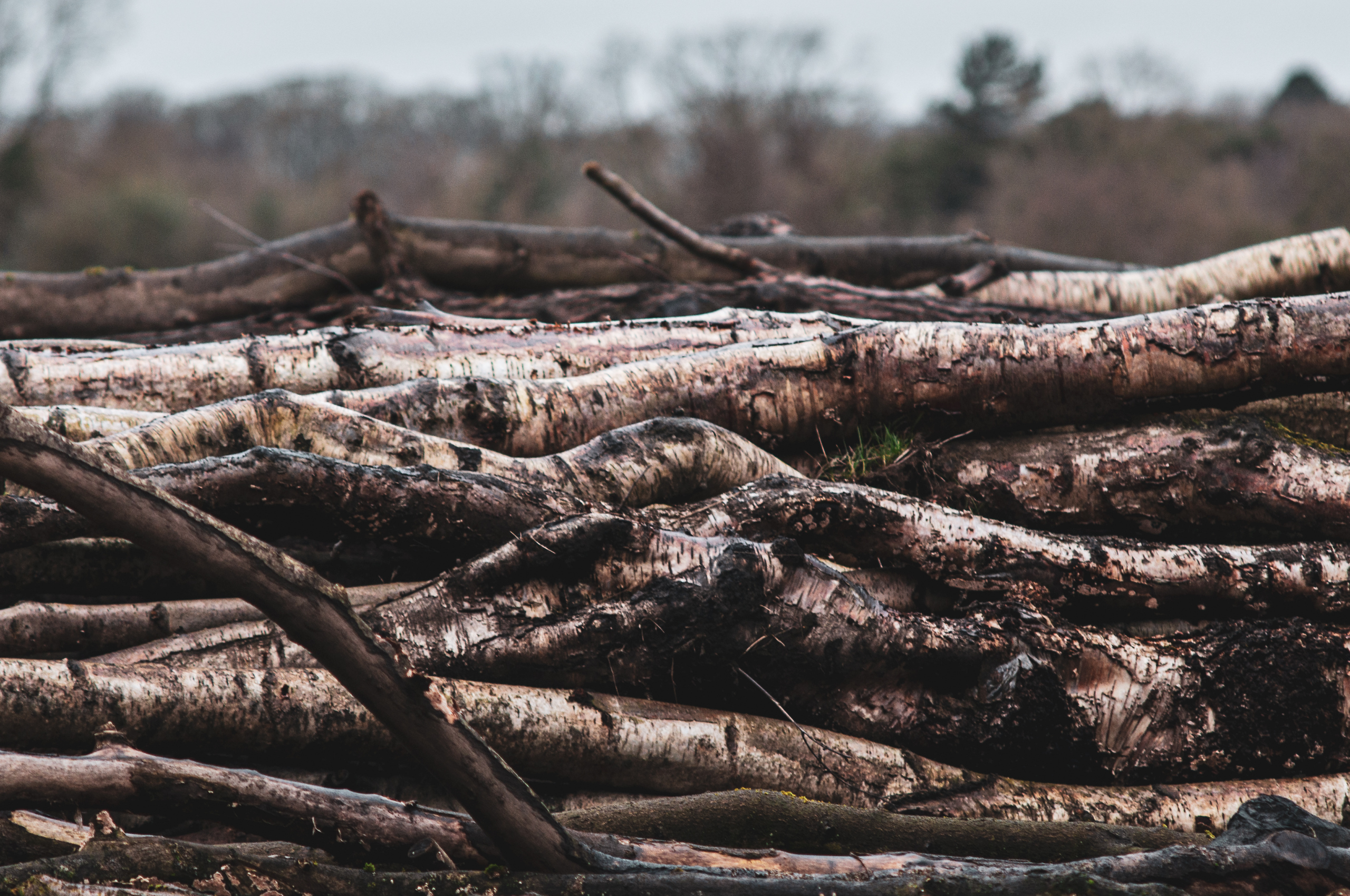 a pile of logs