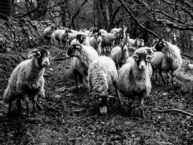 following like sheep