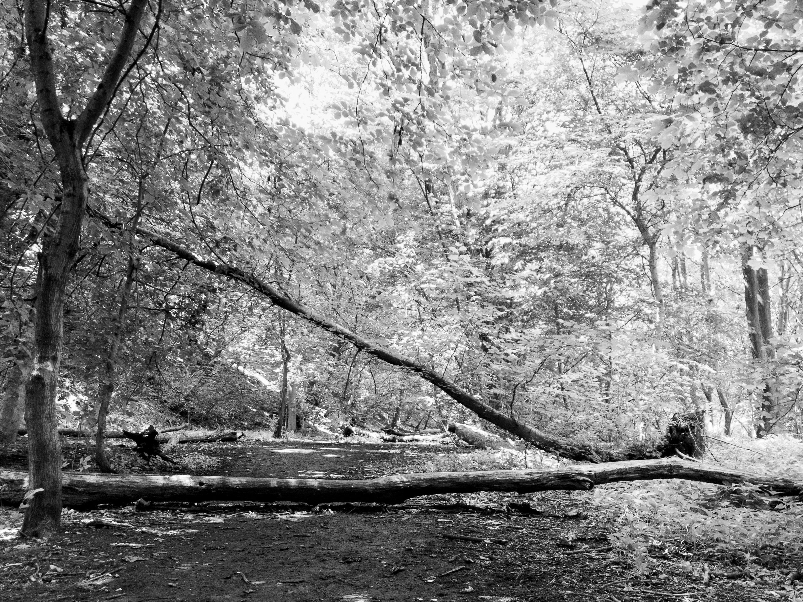 old railway wandering #2