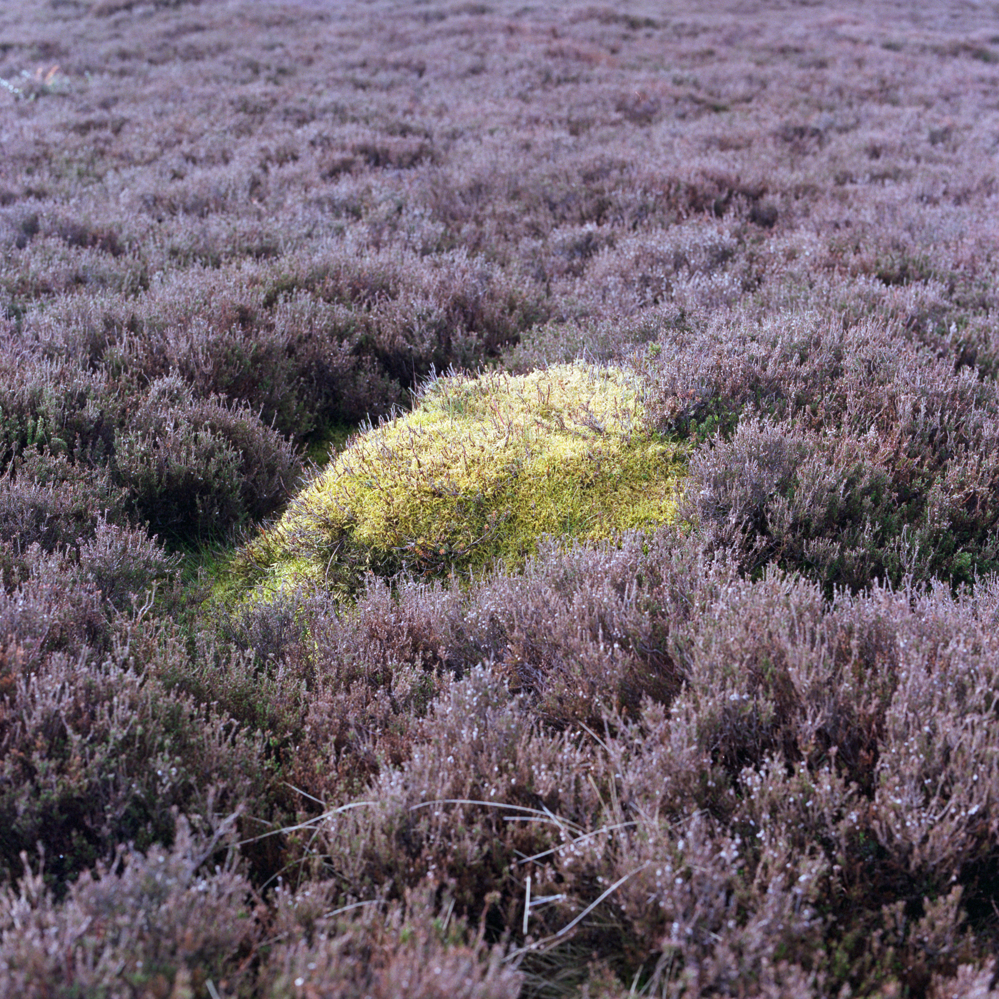 in the heather