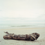 driftwood